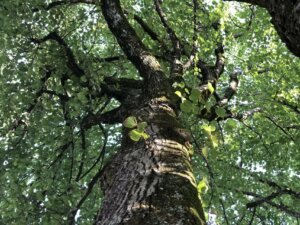 Abendspinnereien Märchen und Sagen für Erwachsene Baum Licht und Schatten