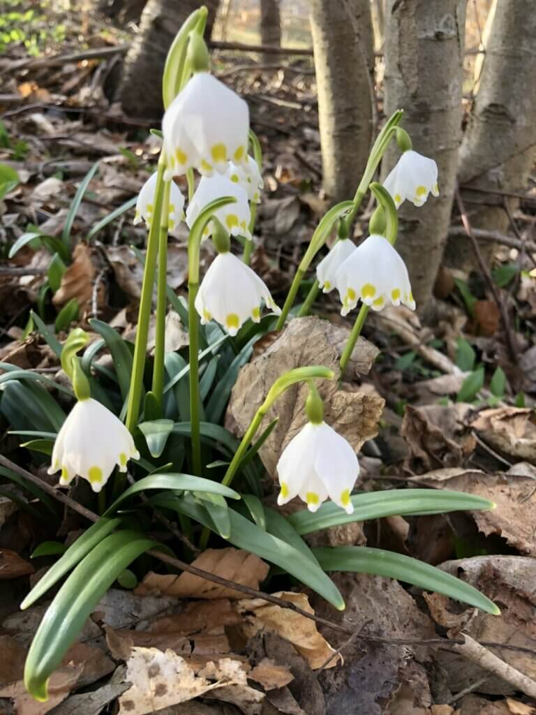 Abendspinnereien Märchen und Sagen für Erwachsene Frühling Veranstaltung