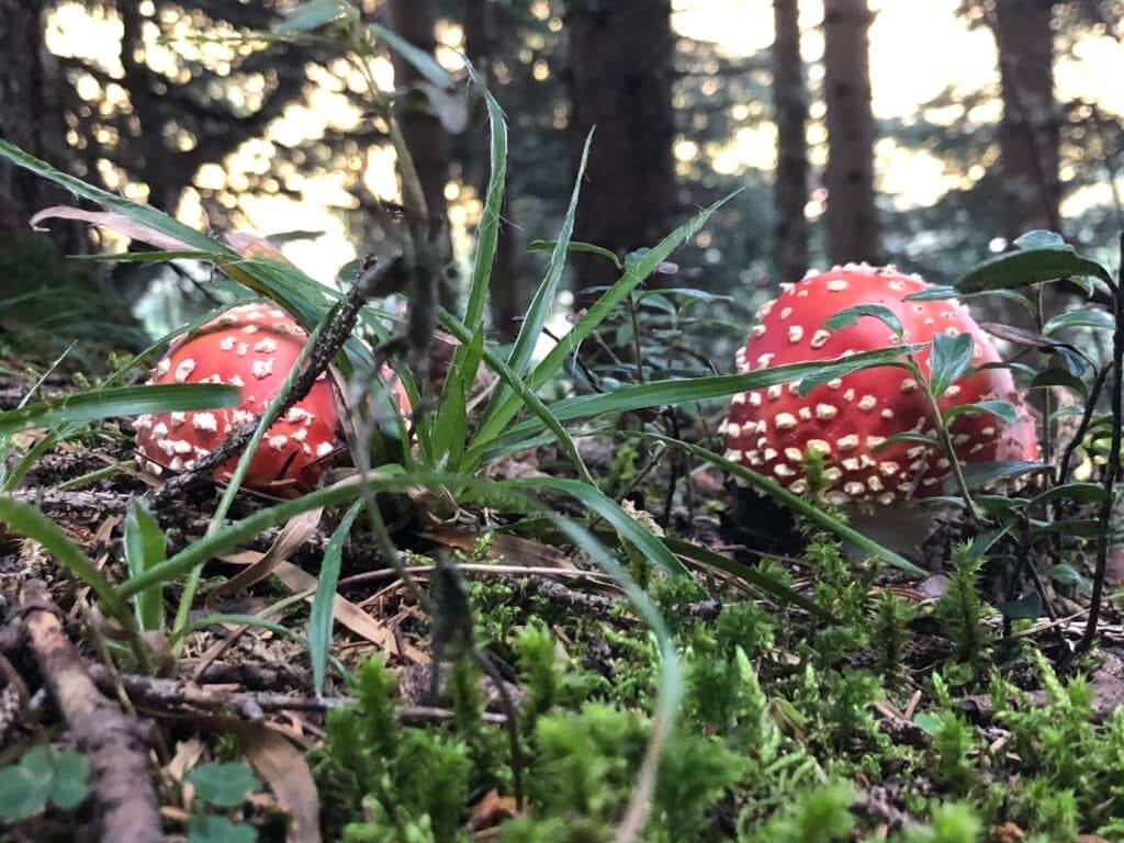 Abendspinnereien Märchen erzählt für Erwachsene